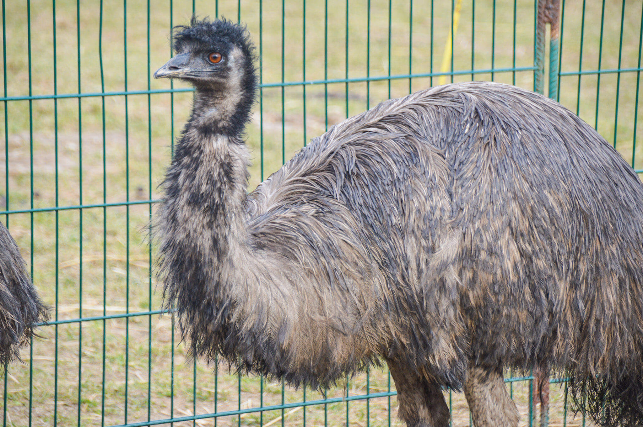 Emu - gatunek ptaka nielotnego.