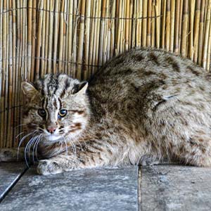 Jest to największy, oraz zamieszkujący tereny wysunięte najdalej na północ, podgatunek kota bengalskiego. Długość ciała waha się od 45 do 75 cm, długość ogona od 19 do 31 cm
