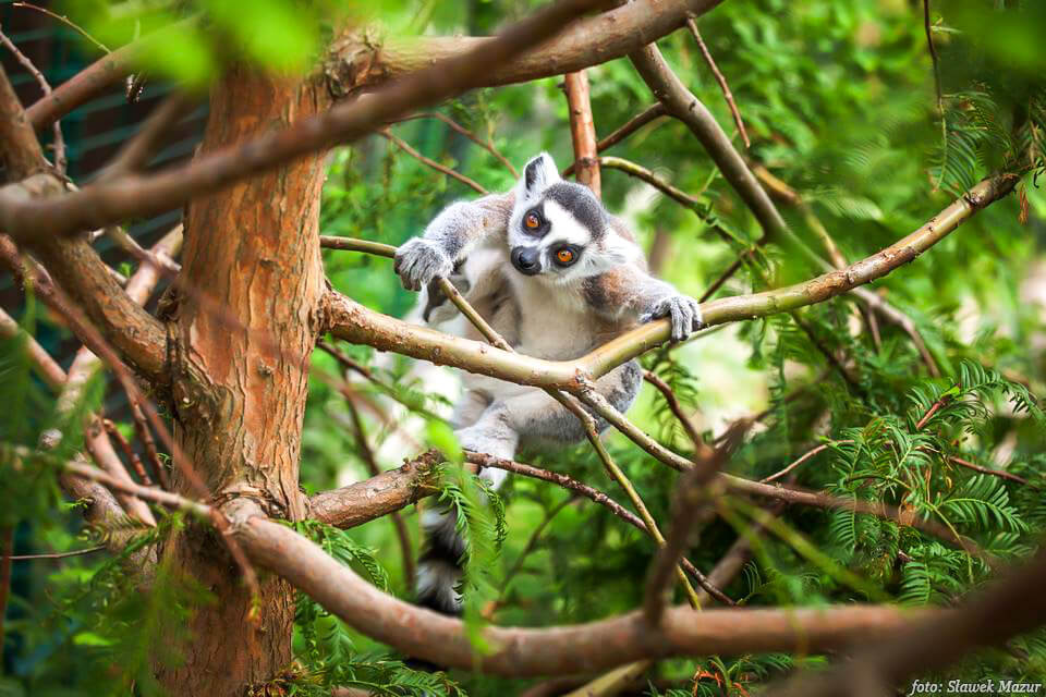 Lemur Katta w ZOO Wojciechów bawiący się na drzewie.